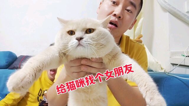 猫咪天天夜里嚎叫,为了拯救它,主人做出了一个大胆的决定!