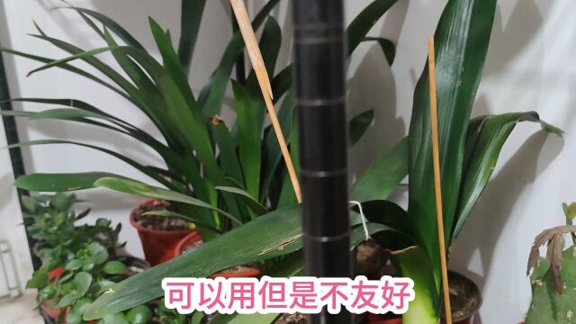 194.刚哥养花经验分享,粉丝问养花的架子是什么材质的,不推荐,慎重