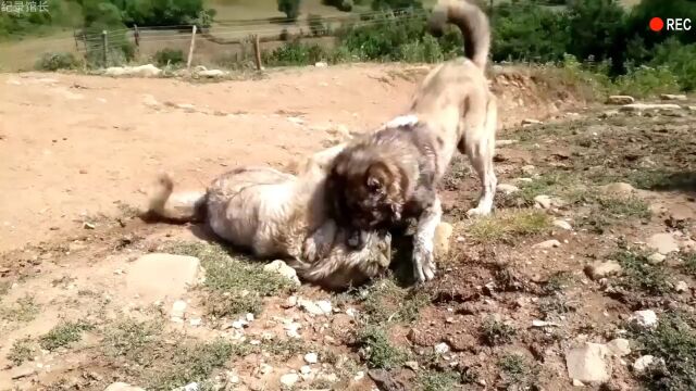 高加索牧羊犬的战斗力到底如何?太震撼了