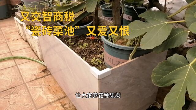 养花又交智商税!“瓷砖菜池”养花种菜,你交学费了吗?