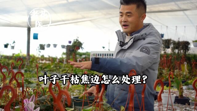 叶子干枯焦边怎么处理?