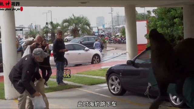 重达600多斤的海豹爬上大爷的车,大爷不但不驱赶还给海豹喂鱼吃,结局太暖心了!