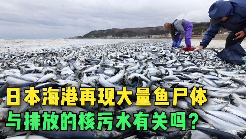 日本海港再现大量鱼尸体，已捞出149吨，与排放的核污水有关吗？