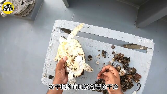 高清版帮小海龟抠藤壶,看了是真的解压又酸爽