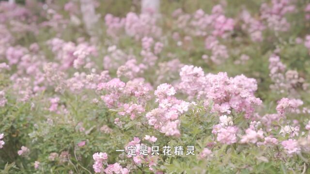 妈妈的节日