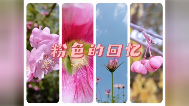 【路过风景】去年粉色的花朵都在这里啦!