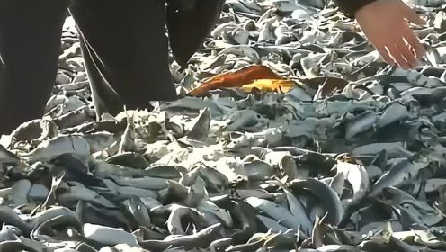日本海岸线涌现数千吨死鱼，日专家解释称是被金枪鱼吓死的