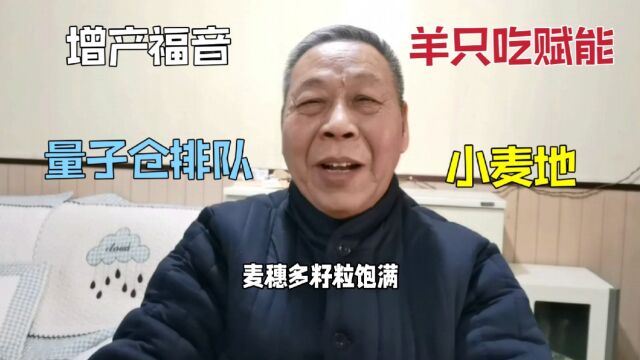 52.半亩禾田农民增产福音,羊只吃赋能的小麦地,都排队进量子仓