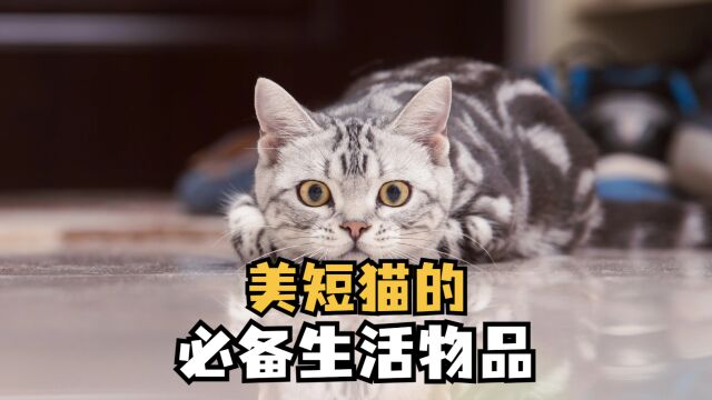 你知道美短猫,有哪些必备的生活用品吗?