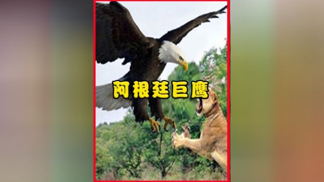 以狮子为食的阿根廷巨鹰,翼展长达7米,这么厉害为何会灭绝?