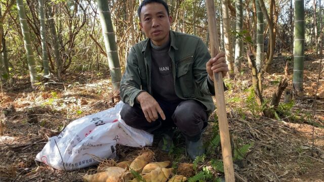 大叔又来分享挖笋经验,怎样看竹子的年份,竹鞭的朝向和大小年