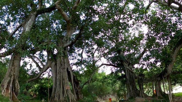 1700年树龄的大榕树守护着这个古老的村庄,宁明县独木成林