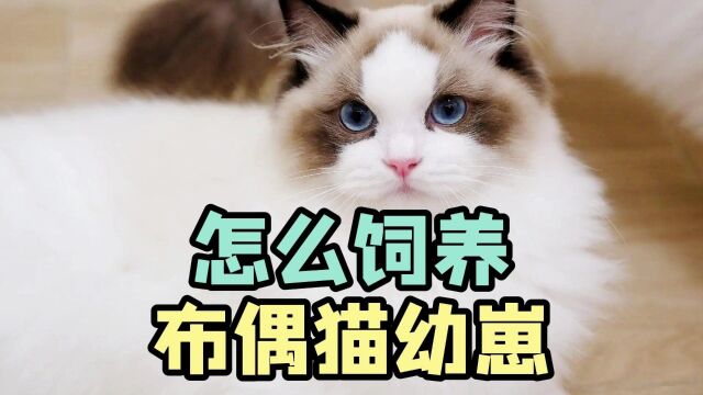 想养一只布偶猫幼崽,要怎么喂食呢?