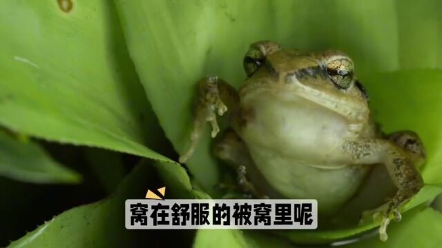 青蛙冬眠要吃东西吗?