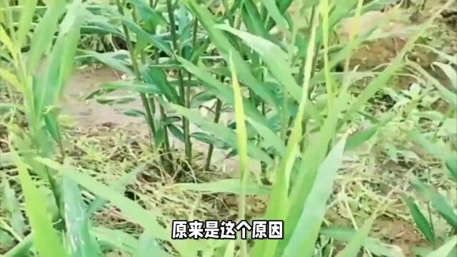 6种禁止种植的作物