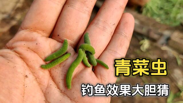 青菜虫钓鱼,效果你大胆猜