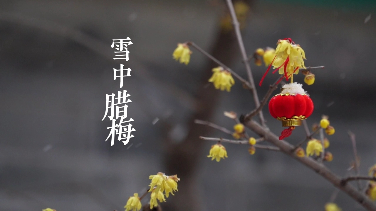 潍坊青州 雪中腊梅 含香吐蕊