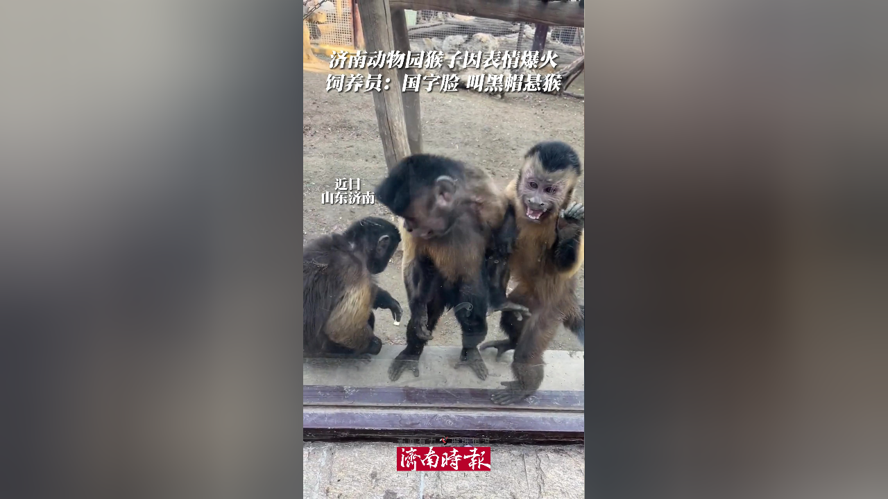 近日,济南动物园猴子因表情爆火,饲养员:国字脸,叫黑帽悬猴