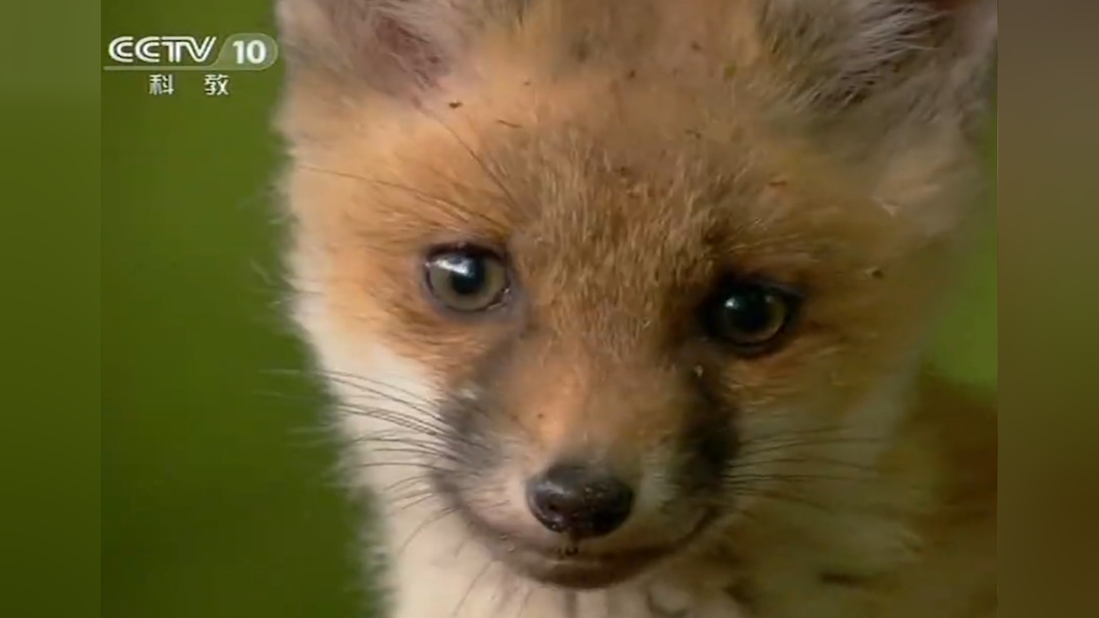 小狐狸和松鼠抢地盘,离巢穴越来越远,不料遇到危险