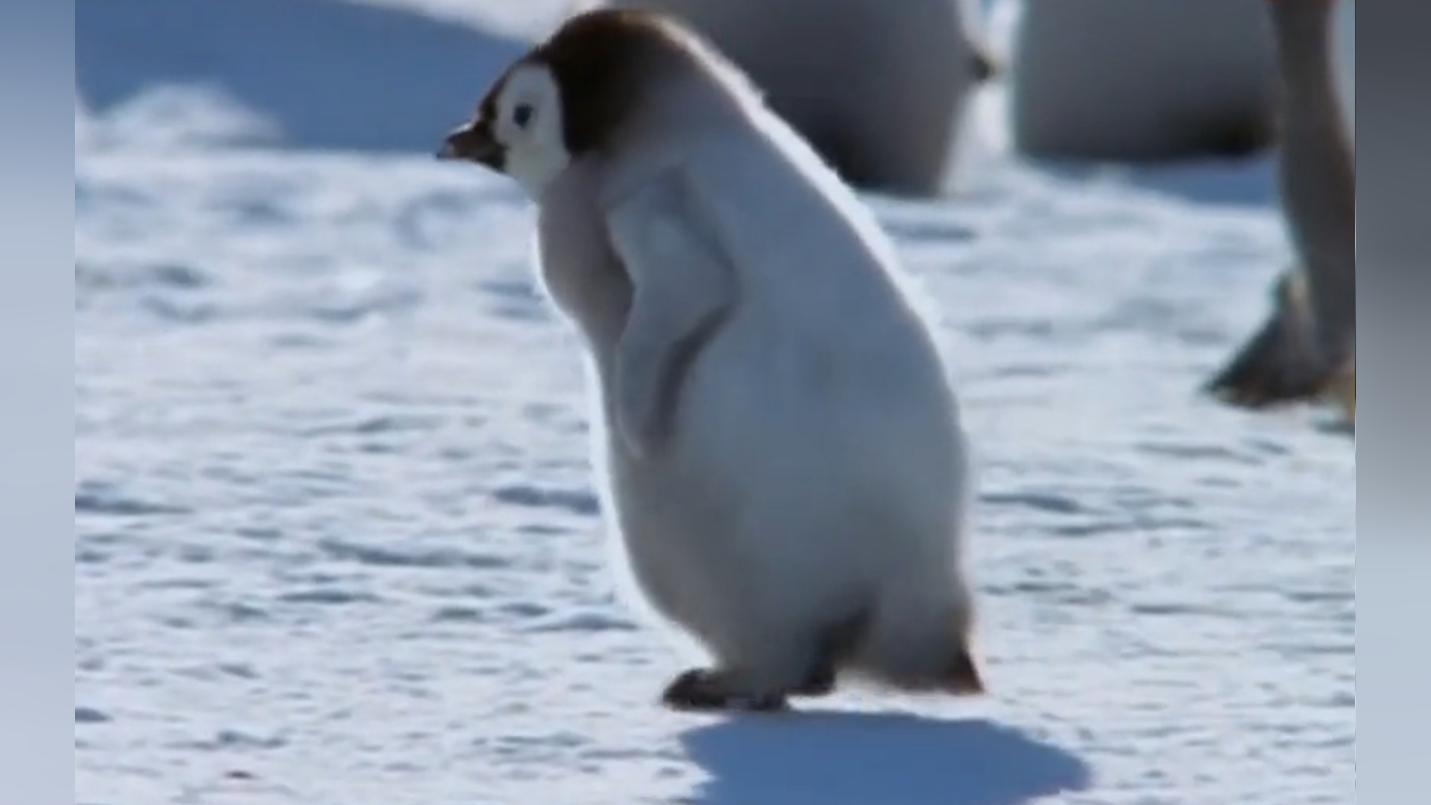 帝企鹅宝宝调皮捣蛋,妈妈这样制服它,简直太可爱了