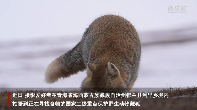 外出觅食的高原藏狐