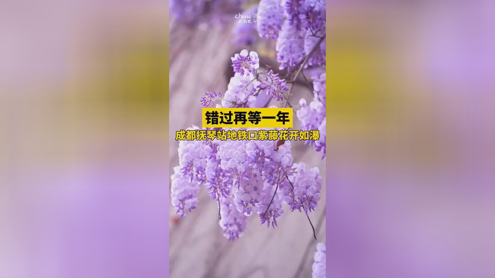 成都紫藤花墙如瀑布倾泻