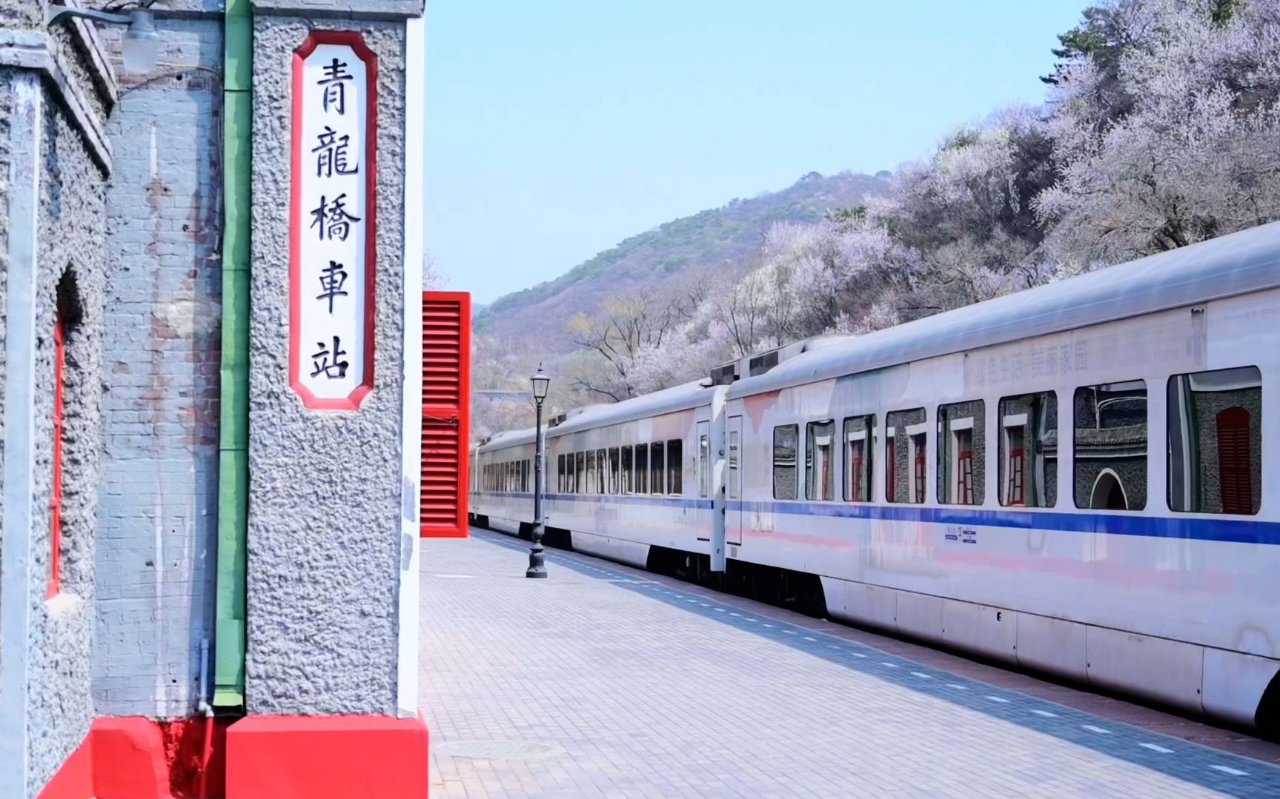 视频|火车穿花海而过,百年老站青龙桥站献上春天的浪漫