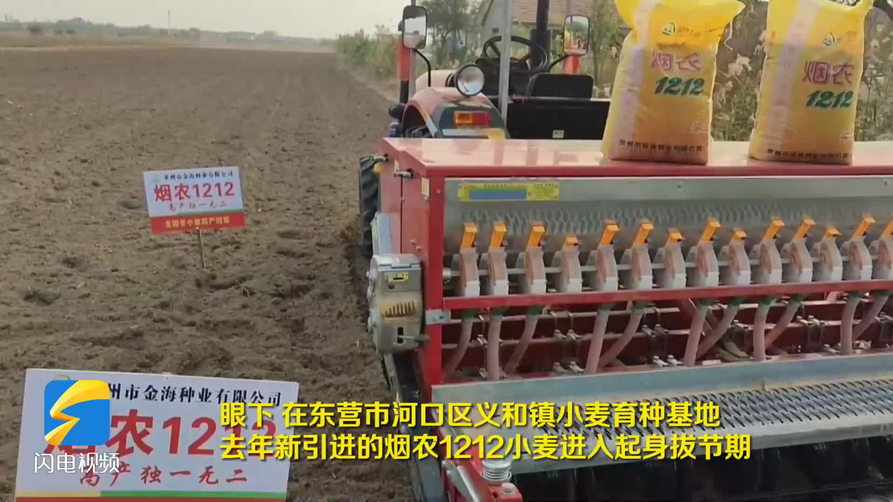 东营市河口区:烟农1212小麦促丰收 盐碱地谱写"种业振兴"篇章