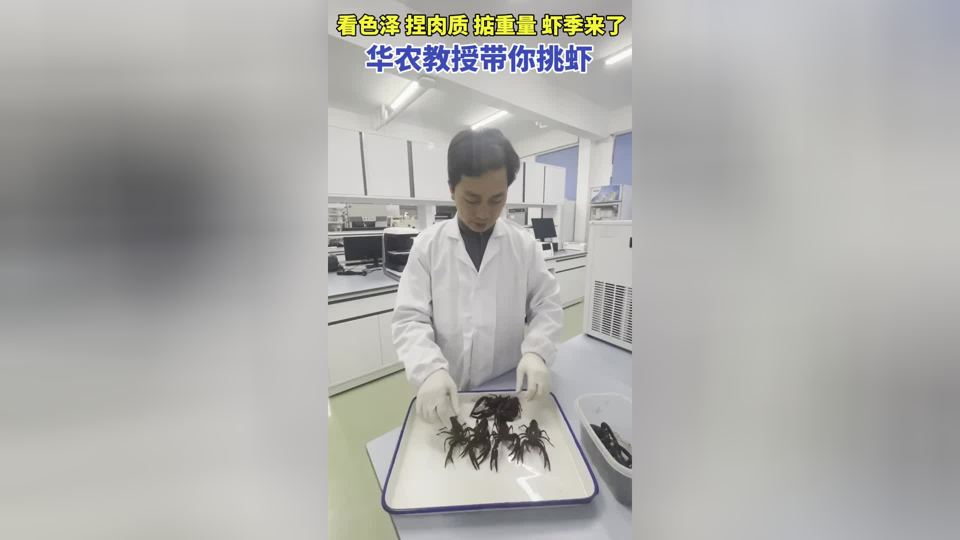 "头茬"小龙虾没长好?华农教授:避雷"抱卵虾" ,春季有好虾