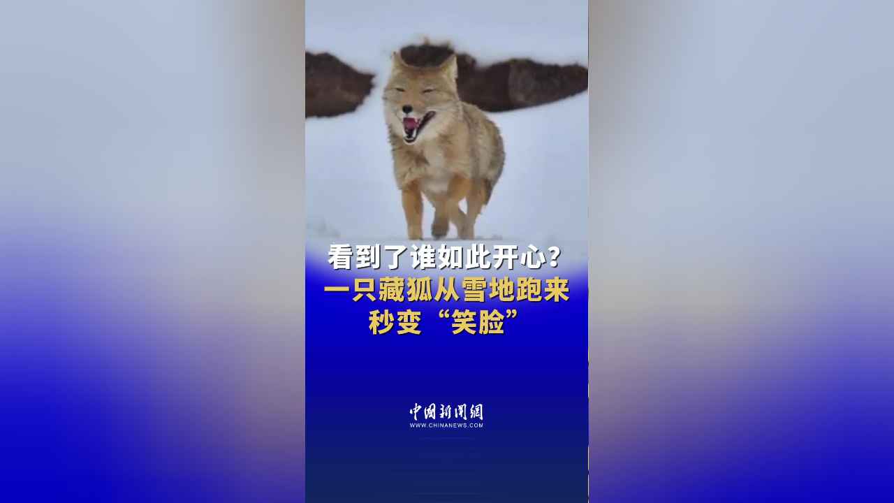 一只藏狐从雪地跑来秒变"笑脸"