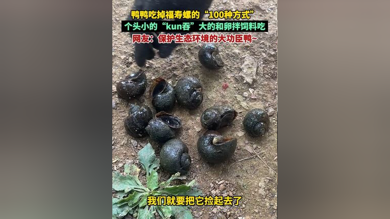 鸭鸭吃掉福寿螺的"100种方式" 个头小的"kun吞"大的和卵拌饲料吃