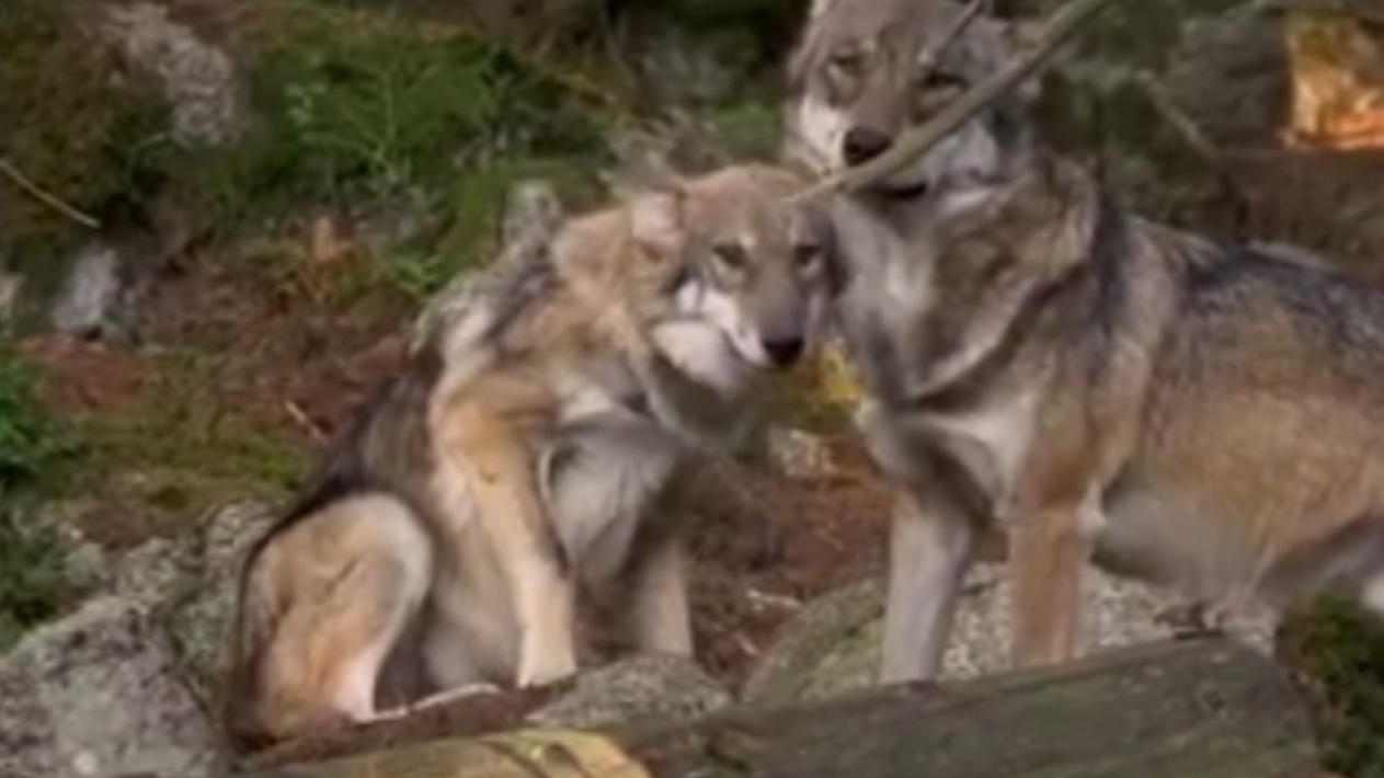 郊狼成功的原因在于出其不意,猎物或者直接被吓呆或者过于慌乱