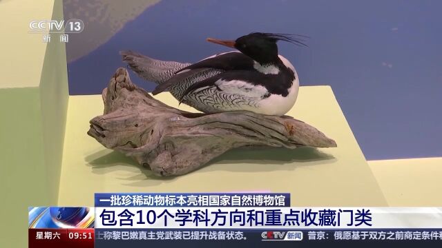 免费 首展 珍稀动物标本定格捕猎瞬间