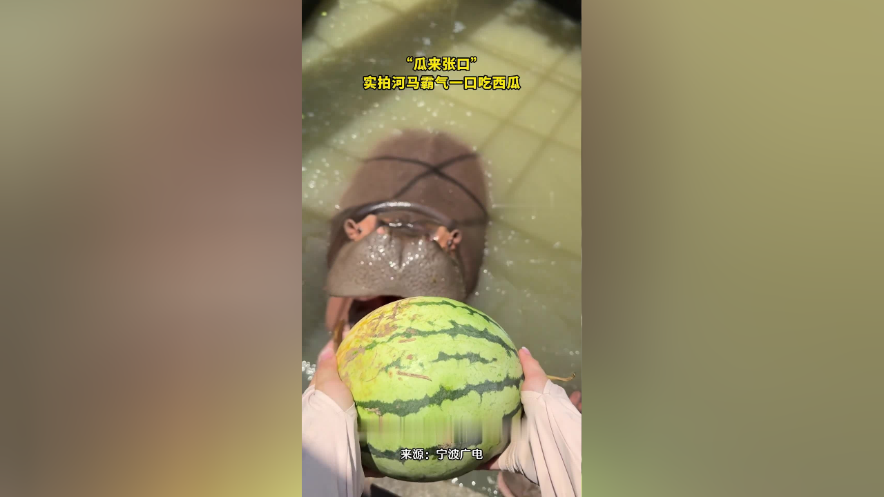 "瓜来张口"实拍河马霸气一口吃西瓜