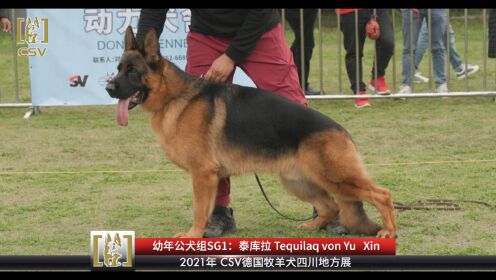 csv德国牧羊犬血统证书图片