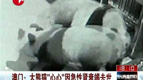澳门：大熊猫心心因急性肾衰竭去世