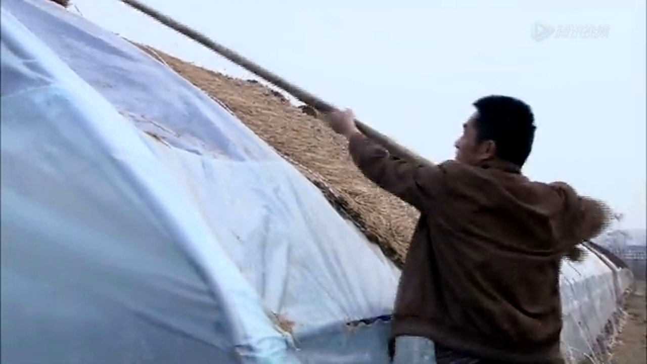 翠兰的爱情 13集