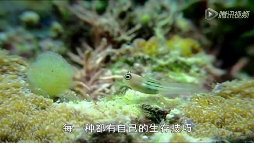 大自然的微观世界第八集：大堡礁