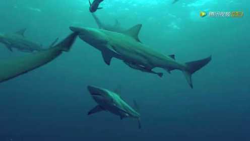大自然神秘档案第二季：鲨鱼攻击海滩