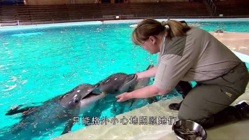 非凡动物第1季第6集：超声波海豚