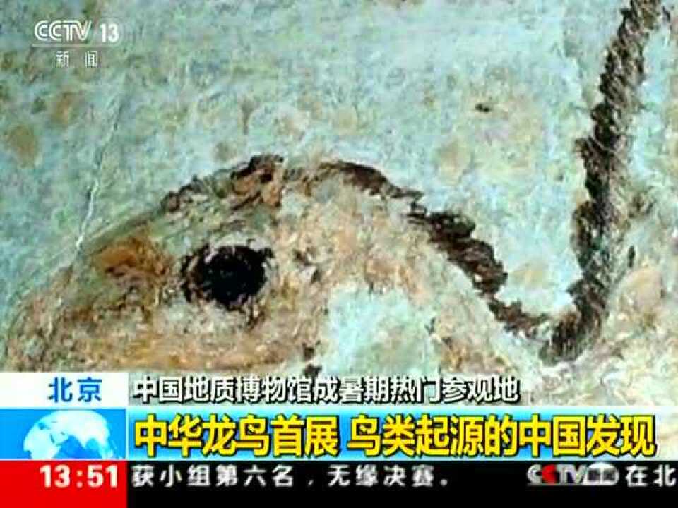 中华龙鸟首展鸟类起源的中国发现_高清1080P在线观看平台_腾讯视频