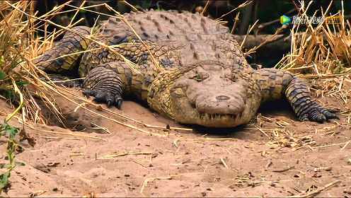 鳄鱼妈妈被晒的头昏眼花 伤心目睹巨蜥狒狒偷走鳄鱼蛋