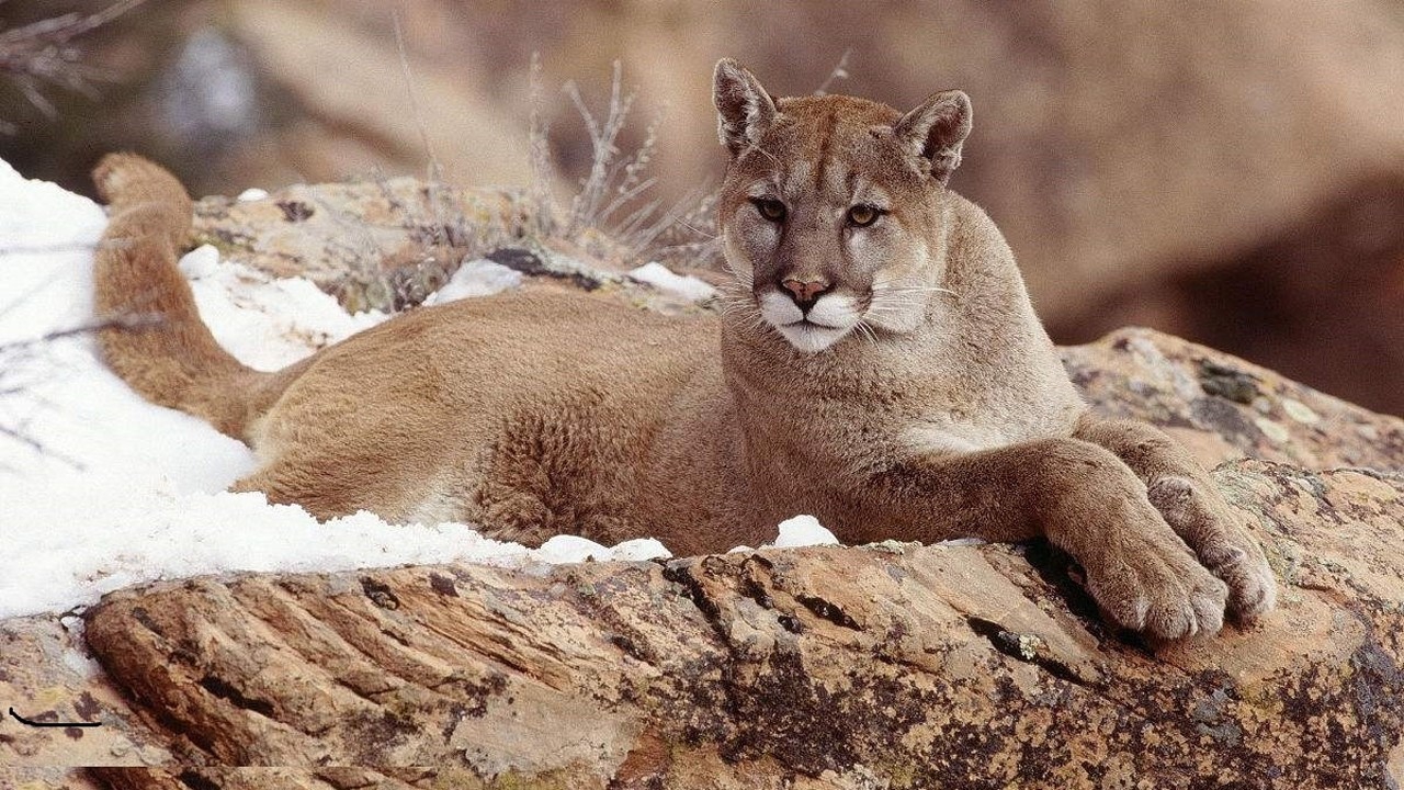 雄性美洲狮求爱时是这个样子!看得我都害羞了