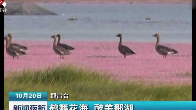 鹤舞花海 醉美鄱湖