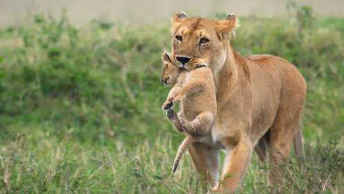 母狮产下龙凤胎 小狮子第一次见到爸爸的反应萌翻了！