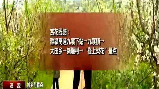 汉源:万亩梨花齐绽放 邀您共赏春色美