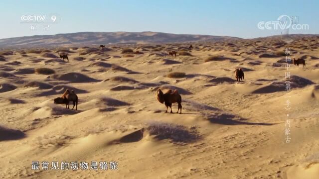 巴丹吉林沙漠:货真价实的双峰骆驼 有世界上最高的沙山