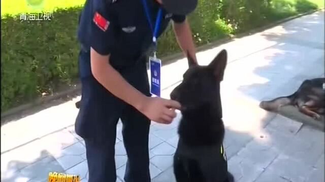 世警会:高温下坚守岗位的警犬们