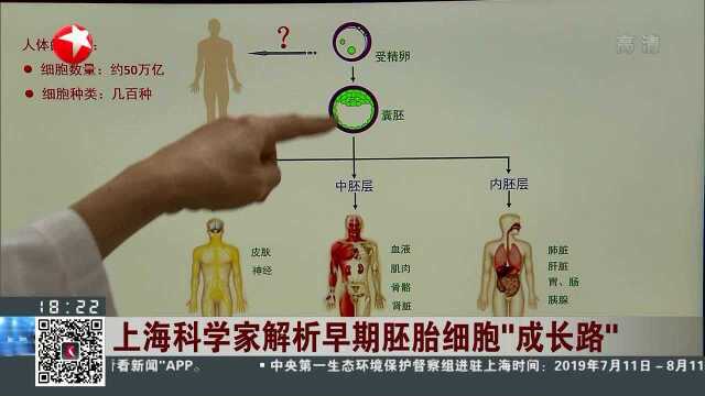 上海科学家解析早期胚胎细胞“成长路”