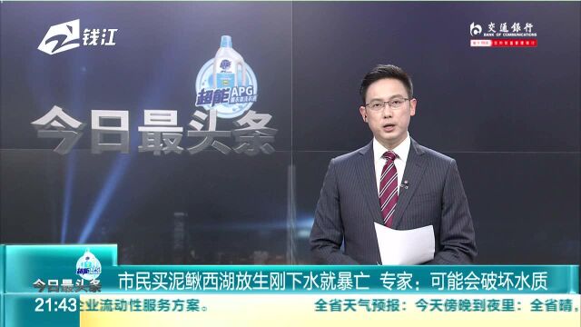 市民买泥鳅西湖放生刚下水就暴亡 专家:可能会破坏水质